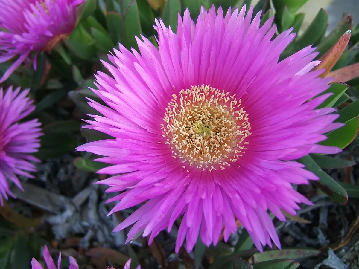 10 Salt-Tolerant Perennials for Windswept Seaside Borders