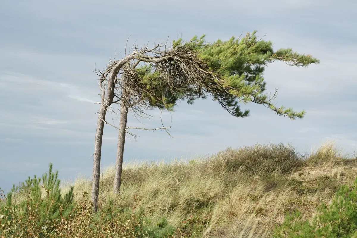7 Common Mistakes in Coastal Gardens (and How to Fix Them)