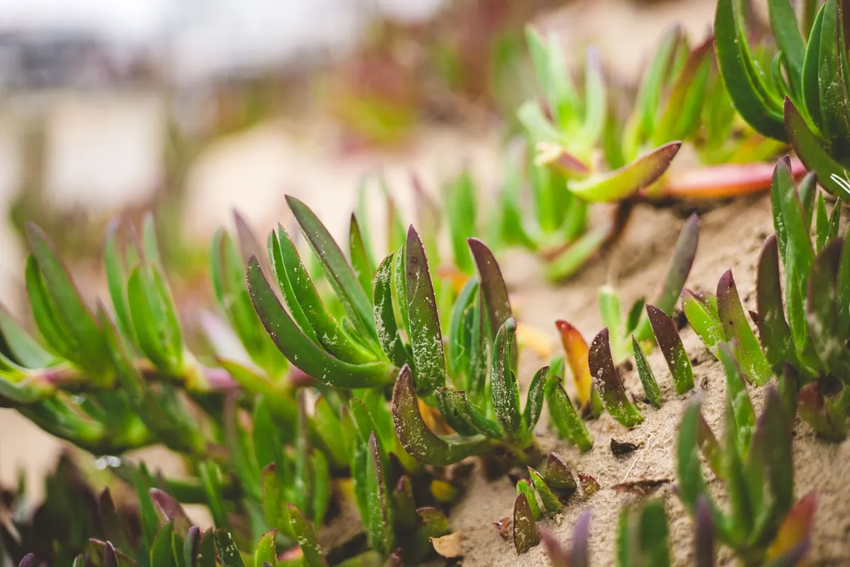 Hardy Ground Cover Plants for Exposed Coastal Slopes